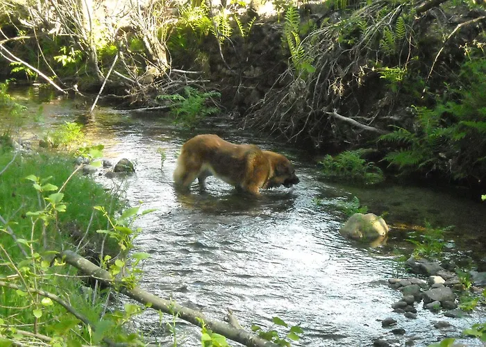 Kır Evi Agrofarm With Animals - Qta Entre Sebes
